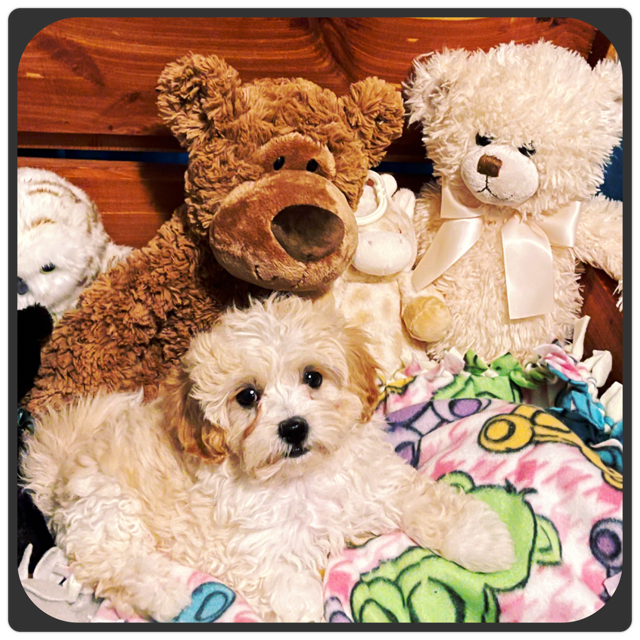 Family_Teddy_Bears_ShihTzu_ShihPoo_Box2