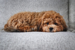2866CBF1-8DC0-4779-A930-E9AA4AA21A72