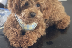 3B587D5B-0A23-4C85-93DD-C476513B24AA