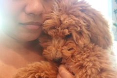 FamiliyTeddyBears_Mylo_ToyPoodle_Steph
