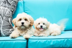 Family-Teddy-Bears-Photo-17