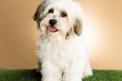 Family-Teddy-Bears-Photo-20