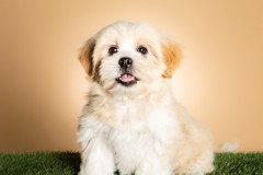 Family-Teddy-Bears-Photo-21