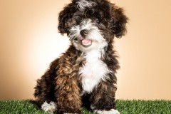 Family-Teddy-Bears-Photo-24