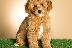 Family-Teddy-Bears-Photo-25