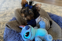 FamilyTeddyBears