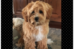 FamilyTeddyBears_BadHair_Teddy_Bear_Puppy_LhasaApso_ShihTzu_Poodle