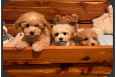 FamilyTeddyBears_Box4
