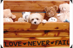 FamilyTeddyBears_Box7