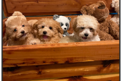 FamilyTeddyBears_Box8