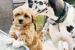 FamilyTeddyBears_Goldy_Dane_ShihTzu_Poodle
