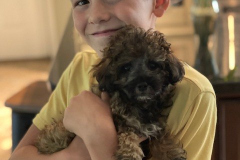 FamilyTeddyBears_Greyson_ShihPoo
