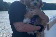 FamilyTeddyBears_LhasaApso_Poodle
