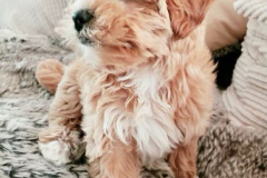 FamilyTeddyBears_LhasaPoo_2