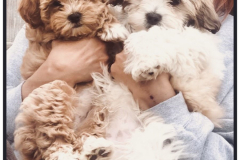 FamilyTeddyBears_LhasaPoo_Bichon_Maltese_10