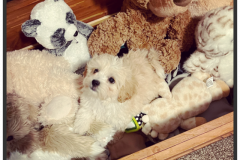 FamilyTeddyBears_LhasaPoo_Bichon_Maltese_13