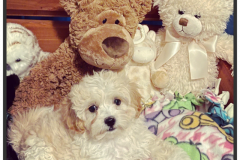 FamilyTeddyBears_LhasaPoo_Bichon_Maltese_14
