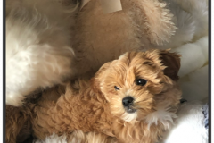 FamilyTeddyBears_LhasaPoo_Bichon_Maltese_15