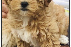FamilyTeddyBears_LhasaPoo_Bichon_Maltese_17