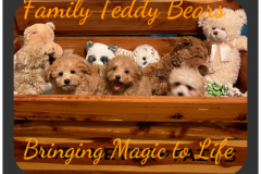 FamilyTeddyBears_LhasaPoo_Bichon_Maltese_18