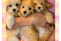FamilyTeddyBears_LhasaPoo_Bichon_Maltese_19