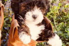 FamilyTeddyBears_LhasaPoo_Bichon_Maltese_2