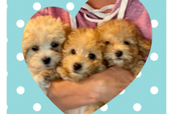 FamilyTeddyBears_LhasaPoo_Bichon_Maltese_20