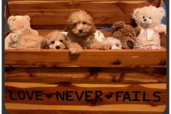 FamilyTeddyBears_LhasaPoo_Bichon_Maltese_21
