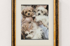FamilyTeddyBears_LhasaPoo_Bichon_Maltese_22