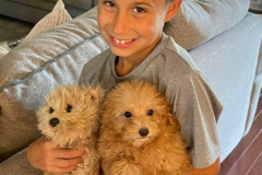 FamilyTeddyBears_LhasaPoo_Bichon_Maltese_23