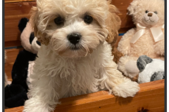 FamilyTeddyBears_LhasaPoo_Bichon_Maltese_24