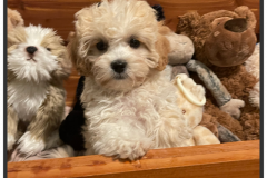 FamilyTeddyBears_LhasaPoo_Bichon_Maltese_25