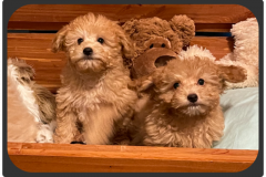 FamilyTeddyBears_LhasaPoo_Bichon_Maltese_3