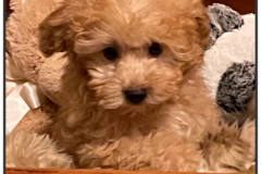 FamilyTeddyBears_LhasaPoo_Bichon_Maltese_4