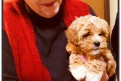 FamilyTeddyBears_LhasaPoo_Bichon_Maltese_6