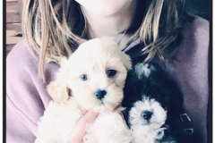 FamilyTeddyBears_LhasaPoo_Bichon_Maltese_7