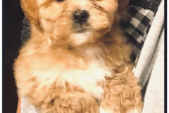 FamilyTeddyBears_LhasaPoo_Bichon_Maltese_8