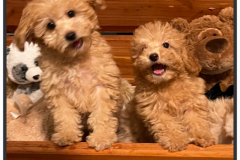 FamilyTeddyBears_LhasaPoo_Box3
