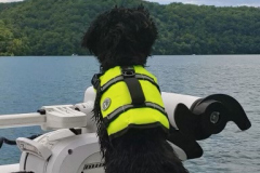 FamilyTeddyBears_LhasaPoo_boat