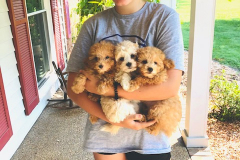 FamilyTeddyBears_Pomapoo_Keira