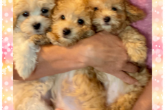 FamilyTeddyBears_Pomapoo_Pomaranian_Poodle_Three