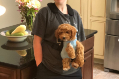FamilyTeddyBears_Rylie_ToyPoodle