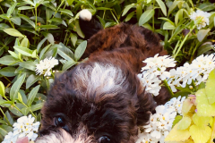 FamilyTeddyBears_Shihtzu_Poodle_Shihpoo