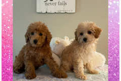 FamilyTeddyBears_Sugar_Spice_Mini_Poodles