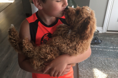 FamilyTeddyBears_ToyPoodle_Boy2