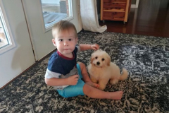 FamilyTeddyBears_baby_Maltipoo