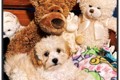 Family_Teddy_Bears_ShihTzu_ShihPoo_Box2