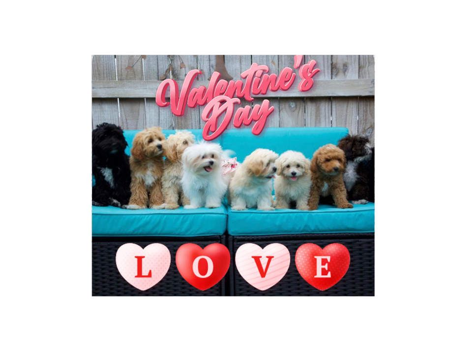 Happy Valentine's Day - Family Teddy Bears