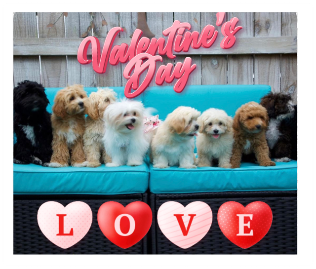 Happy Valentine's Day from Family Teddy Bears