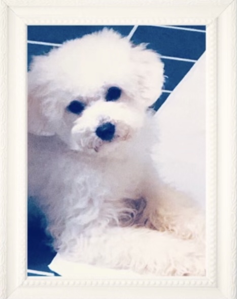 Image is of Family Teddy Bear Babs BichonFrise. 